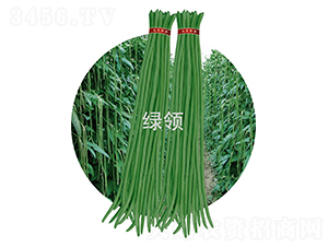 JK23-豆角種子-綠領種業(yè)