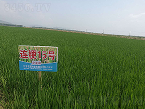 �B��15̖�����Y�ڣ�-С���N��-�r�l(f��)�N�I(y��)