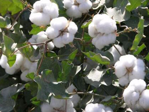 ���S��67̖(h��o)�������67̖(h��o)��-�޻��N��-���S�r(n��ng)�I(y��)