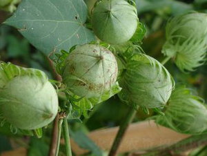 ���s��17̖(h��o)-�޻��N��-���S�r(n��ng)�I(y��)