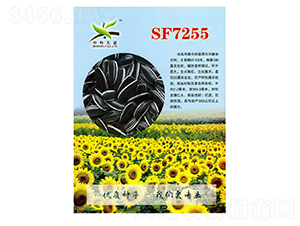SF7255向日葵種子-酒玉種業(yè)