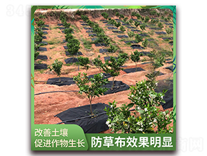 �@�Sһ̖-���ݲ�Ч�����@