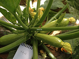 ��(y��u)����̖(h��o)-�����J�N��-��(y��u)���r(n��ng)�I(y��)