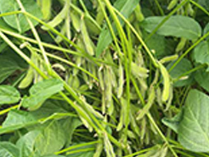 �ƶ�2̖-�󶹷N��-�A��