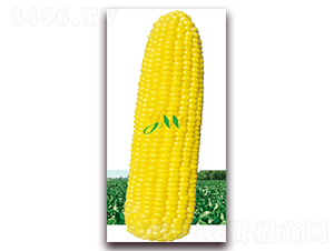 ����M��-�rʳ���׷N��-�I(y��ng)�ھ���