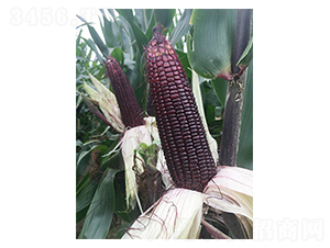 ����Ŵ18-���׷N��-�S��(l��)�N�I(y��)