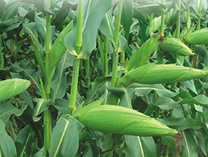 ����999-���׷N��-�S��(l��)�N�I(y��)