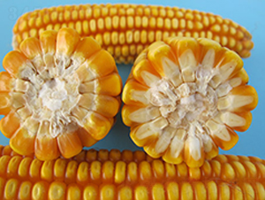 ���r(n��ng)�����A6̖(h��o)-���׷N��-�S���N�I(y��)