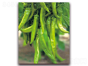 正佳一號-辣椒種子-東方正大