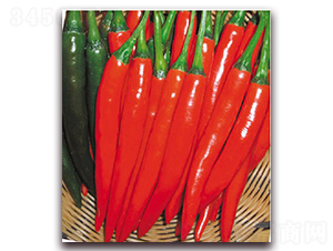 正大紅劍-辣椒種子-東方正大