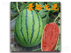 景路長(zhǎng)龍-大西瓜種子-景路種業(yè)