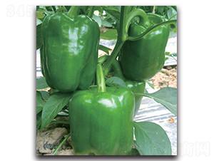 SP1406-�����N��-�����o(j��)�N��