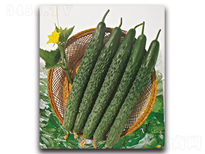 ����6̖(h��o)-�S�ϷN��-��ľ�N��