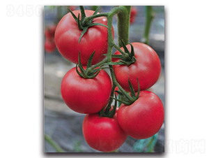 ����6̖(h��o)-���ѷN��-��ľ�N��