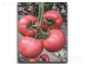 寶祿5號-番茄種子-三木種苗