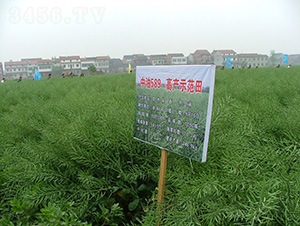 ����589-�Ͳ˷N��-���r(n��ng)�l(f��)