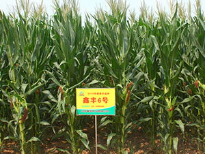 鑫豐6號(hào)-玉米種子-鑫豐種業(yè)