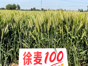 徐麥100-小麥種子-三好種業(yè)