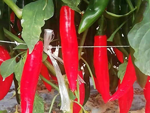 安椒靚美-辣椒種子-安陽農科