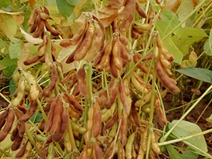 ����5240-�󶹷N��-����r(n��ng)��