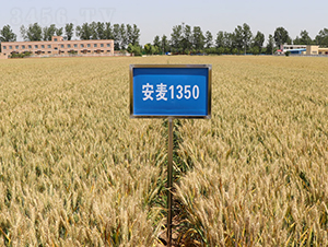 安麥1350-小麥種子-安陽農(nóng)科