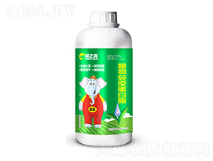 ֲ�����ߵ���ø-�Z֮ɭ