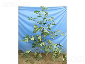 �x��38-�޻��N��-�y�d�N�I(y��)