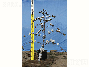 �y�d��14̖(h��o)-�޻��N��-�y�d�N�I(y��)