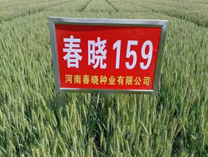 春曉159-小麥種子-春曉種業(yè)