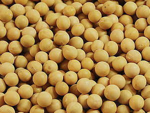 ���S13-�󶹷N��-���߷N�I(y��)