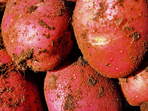 紅顏-馬鈴薯種子-鑫雨種業(yè)