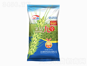 金鉆九號（小麥種子）-鑫農(nóng)種業(yè)