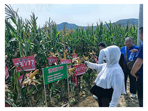 ��(j��)��777-���׷N��-�͹��S