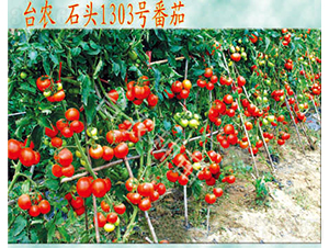 石頭1303番茄-番茄種子-臺農(nóng)種苗