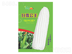 ���׷N��-��ѩ�����°�-����