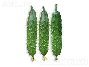 依農(nóng)綠甜8號(hào)-黃瓜種子-依農(nóng)農(nóng)業(yè)