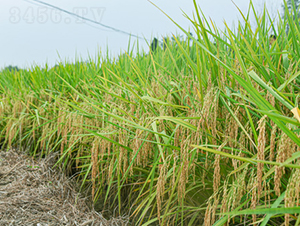 創(chuàng)兩優(yōu)33-水稻種子-金色農(nóng)豐