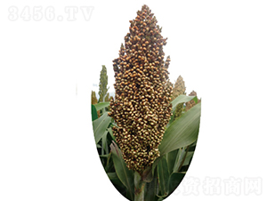 ����̖(h��o)-�����N��-�����N�I(y��)