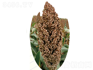 �x��405̖(h��o)-�����N��-�����N�I(y��)