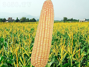 龍生19號(hào)-玉米種子-龍生種業(yè)