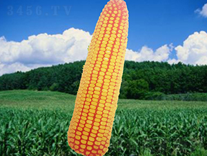 龍生668-玉米種子-龍生種業(yè)