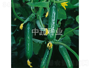 ���r(n��ng)19̖(h��o)-�S�ϷN��-���߷N�I(y��)