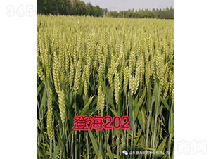 �Ǻ�202-С���N��-�Ǻ����r(n��ng)