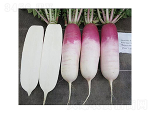 東海蘿卜-蘿卜種子-廣良