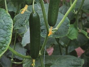 �G��1699-�S�ϷN��-����