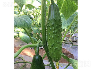 ����̖-�S�ϷN��-���r�r�I(y��)