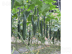 ���S��24-921-�S�ϷN��-���r�r�I(y��)