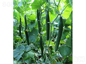 ���S��108-�S�ϷN��-���r�r�I(y��)