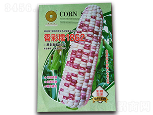 香彩糯1862-玉米種子-華為種業(yè)