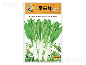 早來鮮-菜薹種子-康地科技